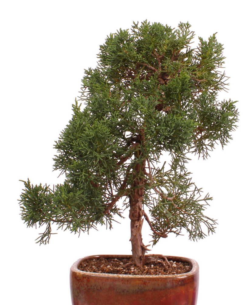 Preview: Bonsai - Juniperus chinensis 'Kishu' Chinesischer Wacholder aus Japan 226/49