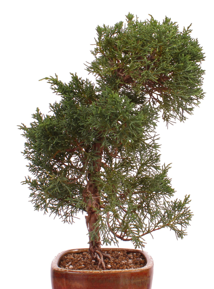 Preview: Bonsai - Juniperus chinensis 'Kishu' Chinesischer Wacholder aus Japan 226/49