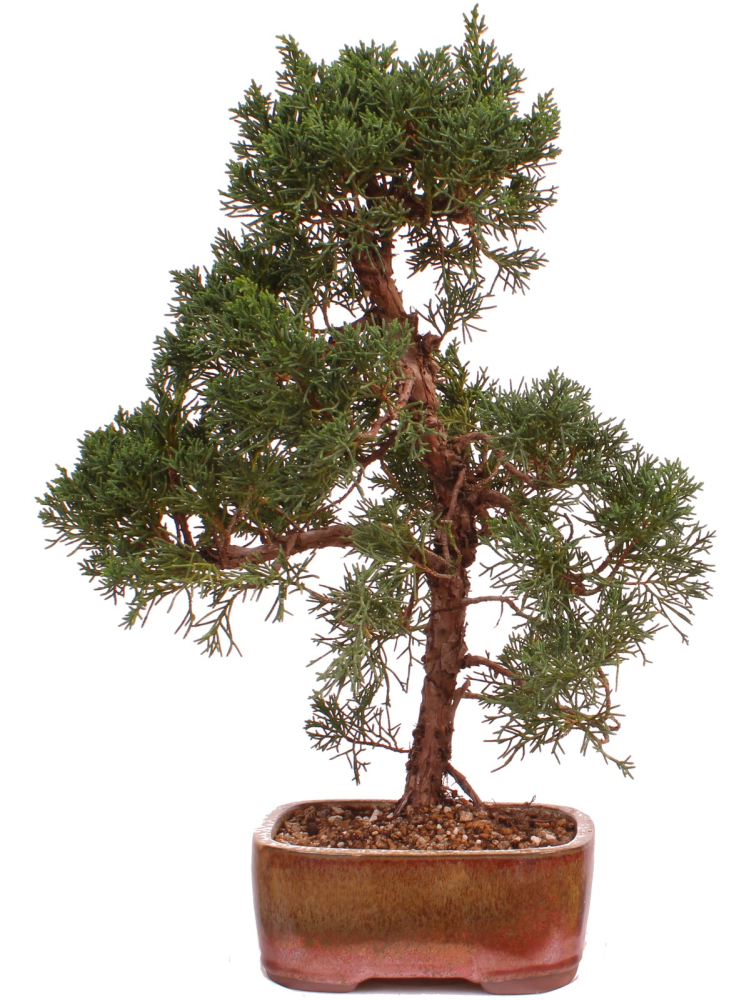 Bonsai - Juniperus chinensis 'Kishu' Chinesischer Wacholder aus Japan 226/51