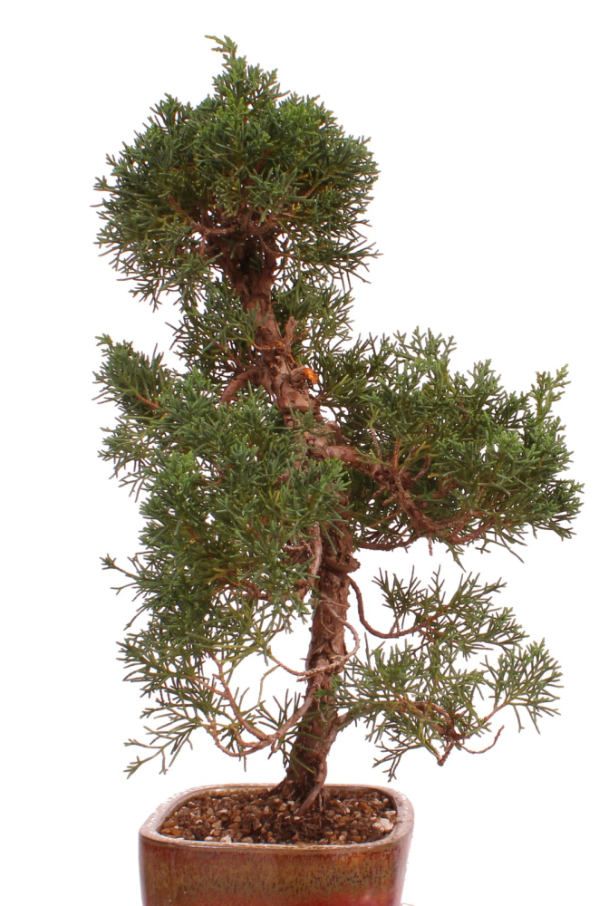 Preview: Bonsai - Juniperus chinensis 'Kishu' Chinesischer Wacholder aus Japan 226/51