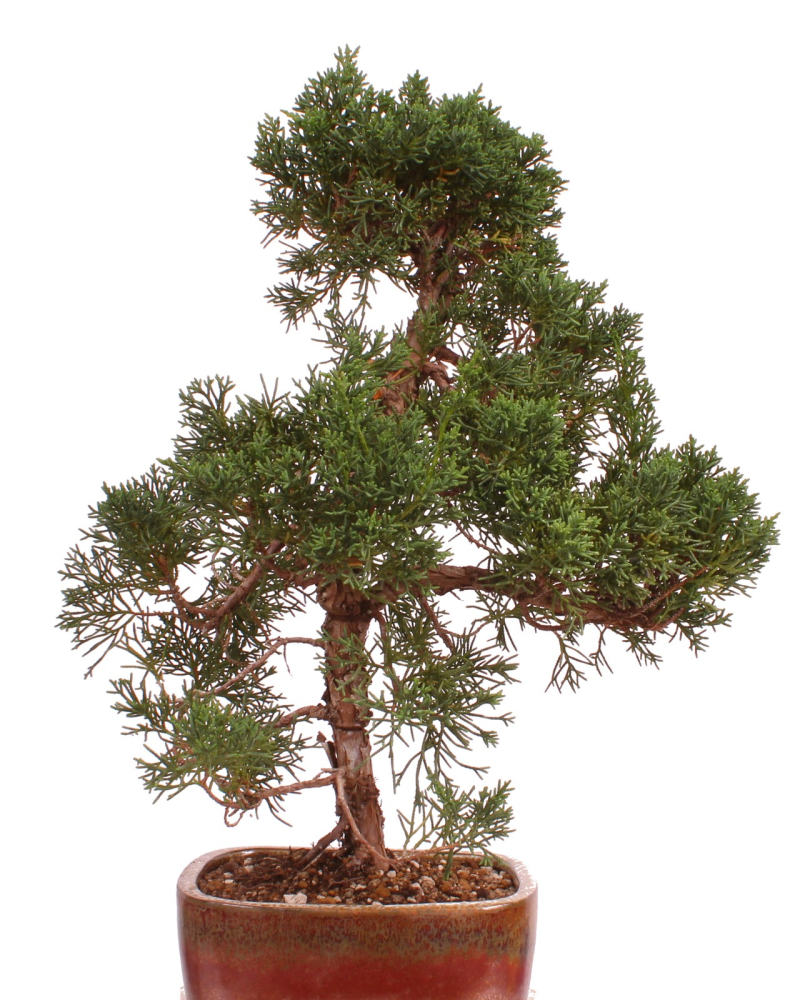 Preview: Bonsai - Juniperus chinensis 'Kishu' Chinesischer Wacholder aus Japan 226/51