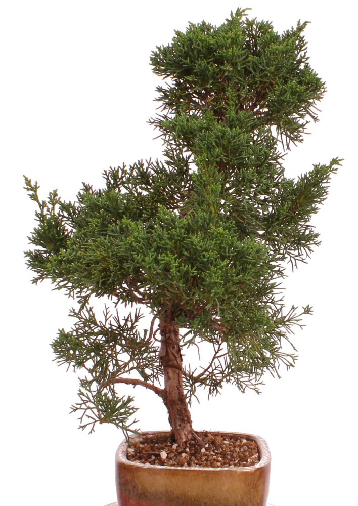 Preview: Bonsai - Juniperus chinensis 'Kishu' Chinesischer Wacholder aus Japan 226/51