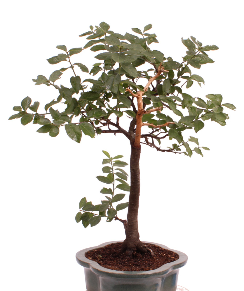 Preview: Bonsai - Yamadori - Prunus spinosa, Schlehe, Schwarzdorn 227/02