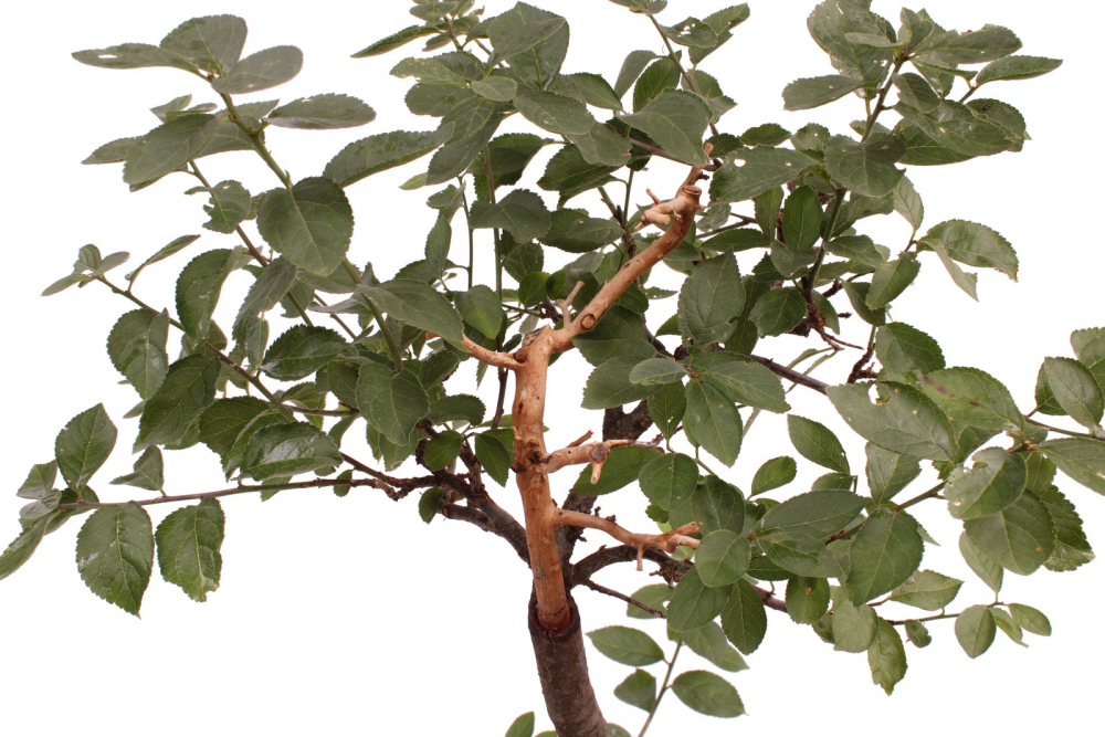 Bonsai - Yamadori - Prunus spinosa, Schlehe, Schwarzdorn 227/02