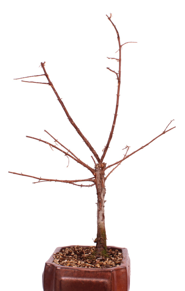 Bonsai - Metasequoia glyptostroboides, Urweltmammutbaum ca. 59 cm  227/03