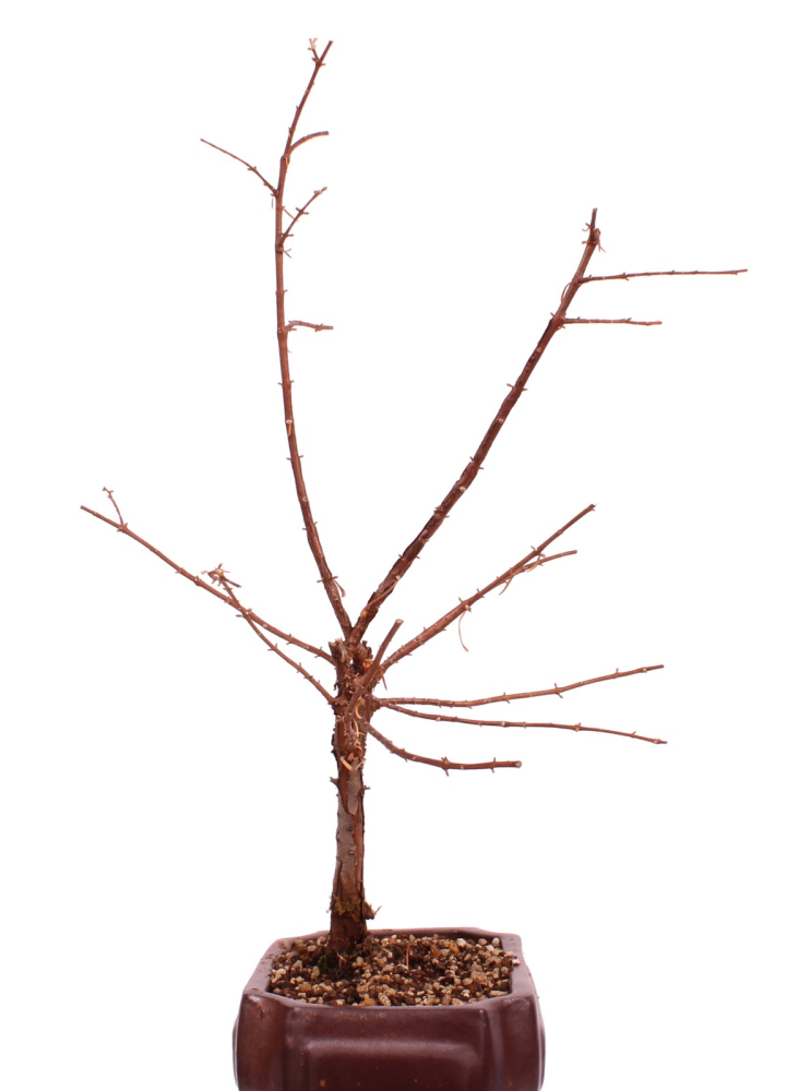 Bonsai - Metasequoia glyptostroboides, Urweltmammutbaum ca. 59 cm  227/03