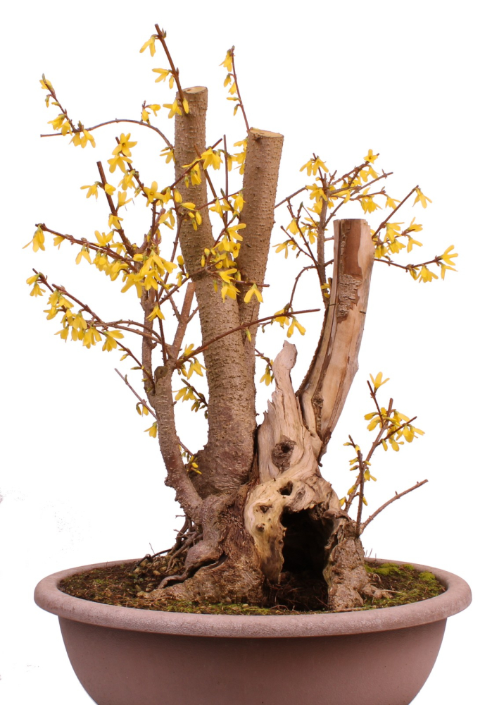 Bonsai - Forsythia x intermedia - Forsythie  227/10