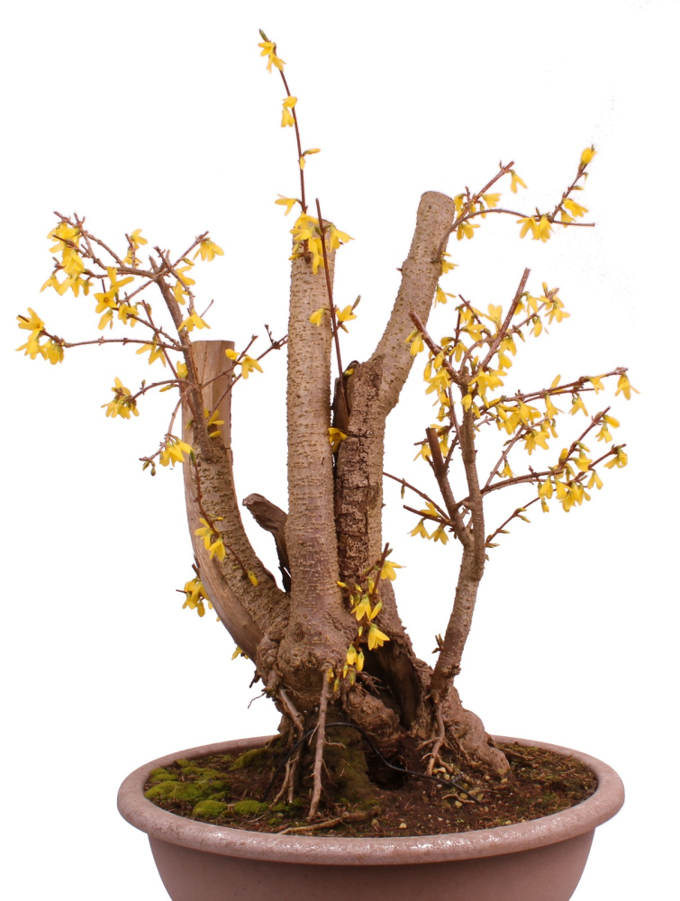 Preview: Bonsai - Forsythia x intermedia - Forsythie  227/10