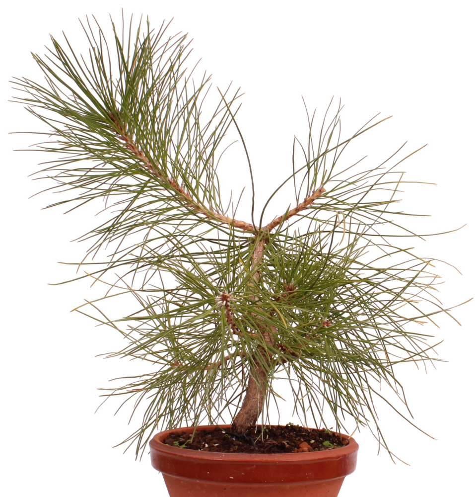 Preview: Bonsai - Pinus taiwanensis - Taiwan-Kiefer - Taiwanesische Rotkiefer 227/12