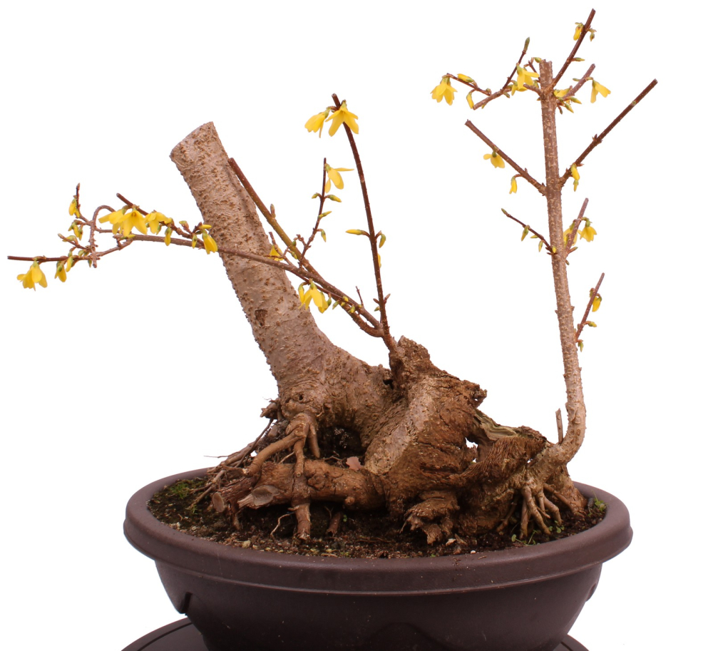 Preview: Bonsai - Forsythia x intermedia - Forsythie  227/13