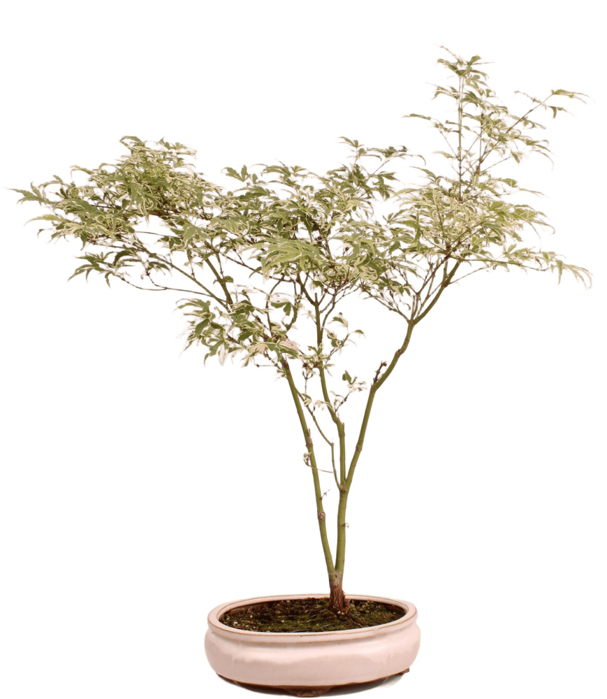 Bonsai - Acer palmatum 'Butterfly' - Japanischer Fächerahorn 227/14