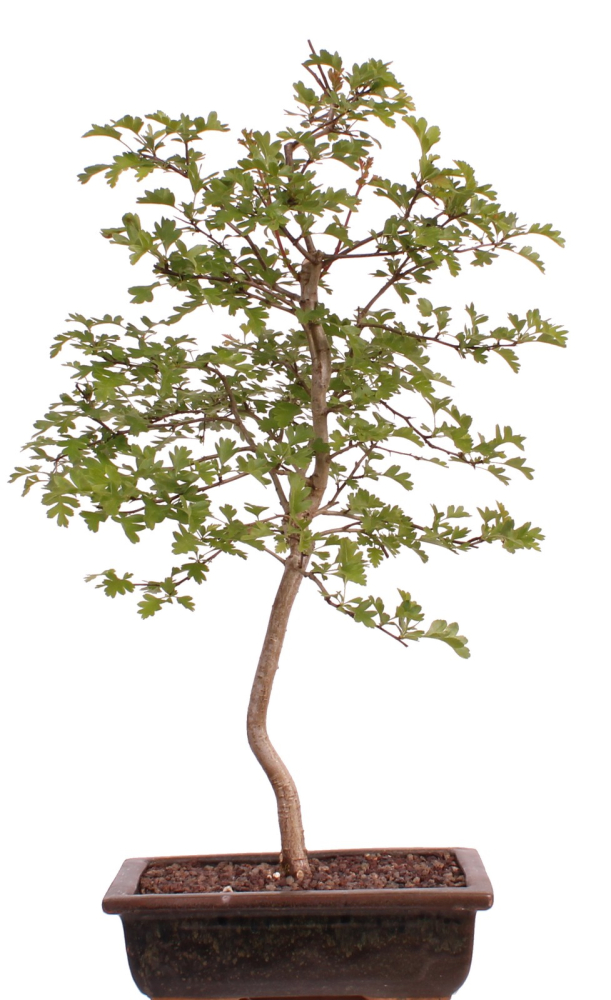 Bonsai - Crataegus monogyna - Weißdorn  227/15