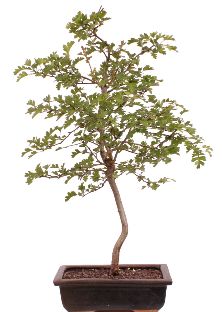 Preview: Bonsai - Crataegus monogyna - Weißdorn  227/15