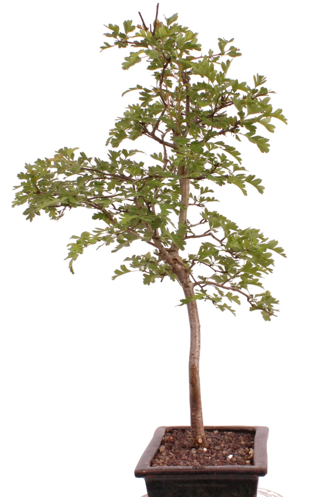 Preview: Bonsai - Crataegus monogyna - Weißdorn  227/15