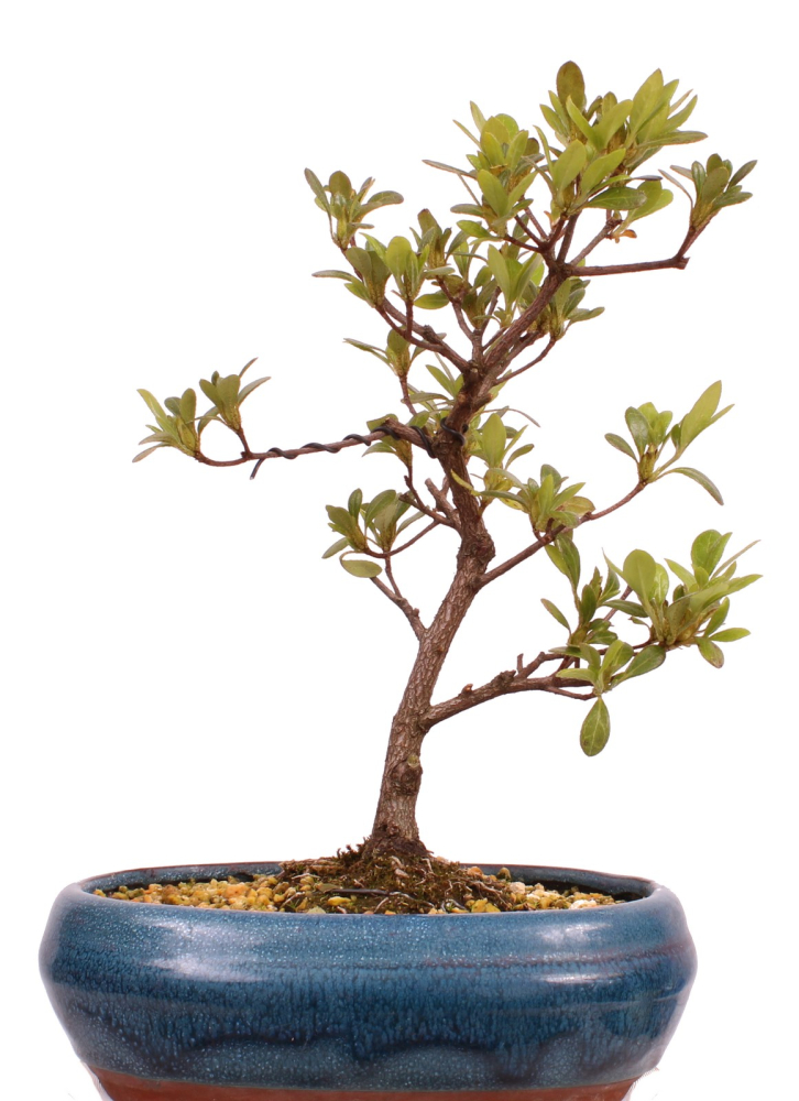 Bonsai - Japanische Satsuki Azalee 'Haru-no-Kaori' Rhododendron indicum 227/16