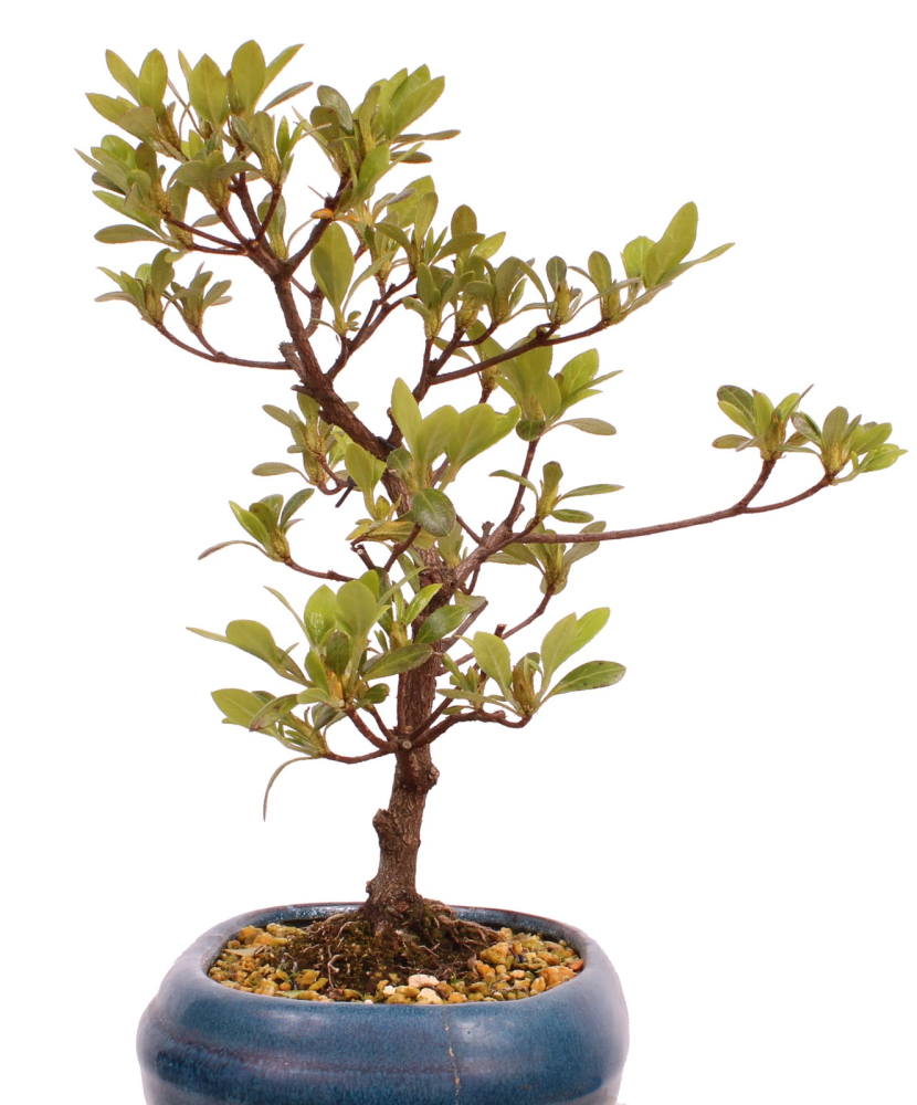 Preview: Bonsai - Japanische Satsuki Azalee 'Haru-no-Kaori' Rhododendron indicum 227/16