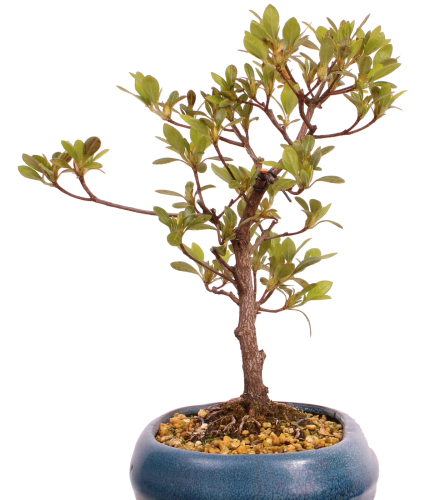 Preview: Bonsai - Japanische Satsuki Azalee 'Haru-no-Kaori' Rhododendron indicum 227/16