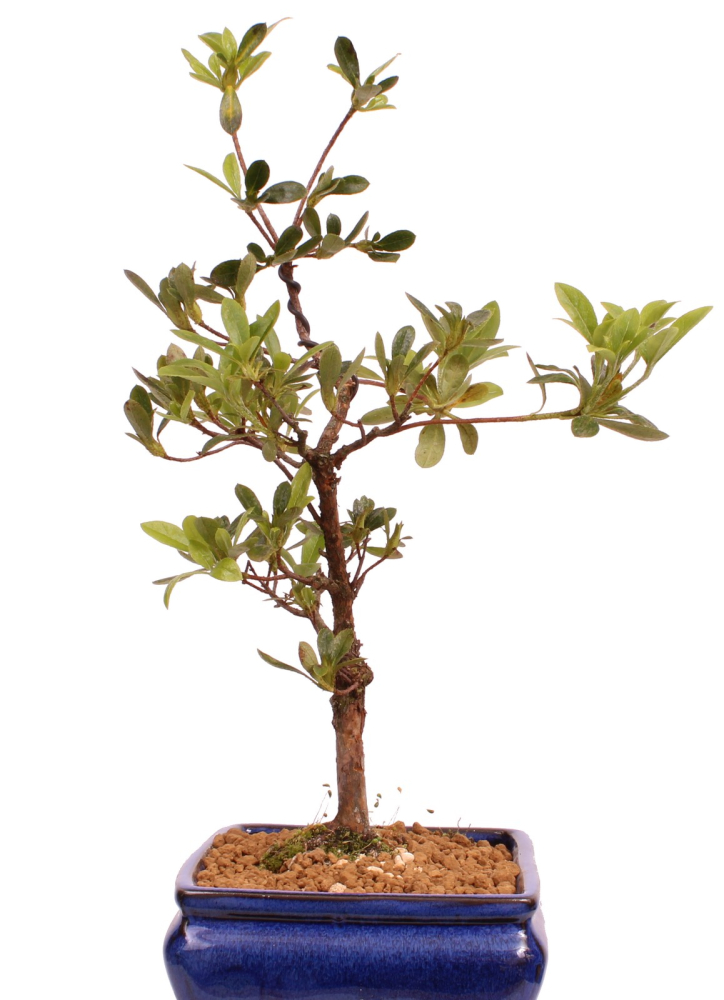 Preview: Bonsai - Japanische Satsuki Azalee 'Tsukiakari' Rhododendron indicum 227/17