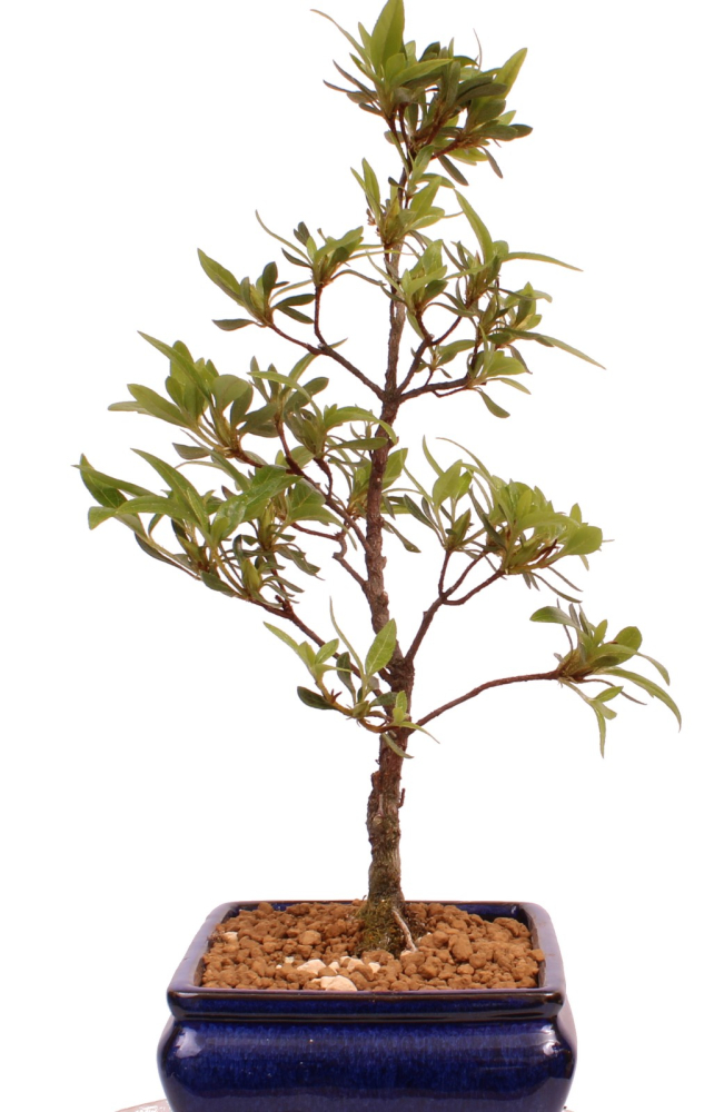Preview: Bonsai - Japanische Satsuki Azalee 'Ariran' Rhododendron indicum 227/18