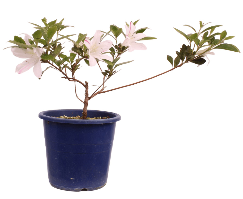 Bonsai Japanische Satsuki Azalee 'Kaminoyamakorin'' Rhododendron indicum 227/19