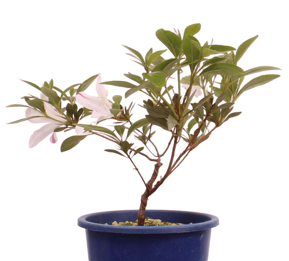 Preview: Bonsai Japanische Satsuki Azalee 'Kaminoyamakorin'' Rhododendron indicum 227/19