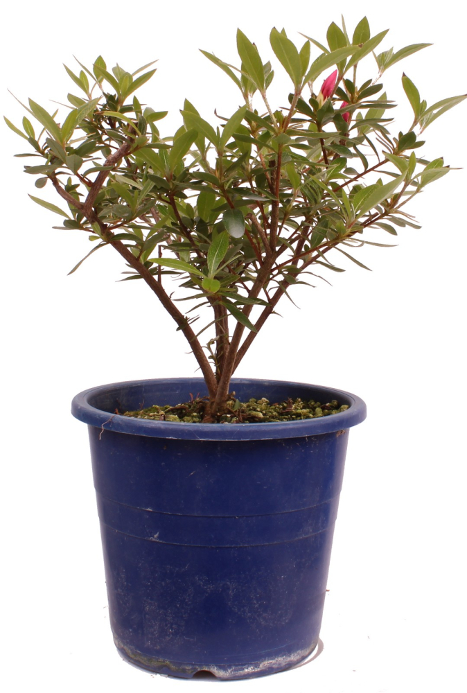 Preview: Bonsai Japanische Satsuki Azalee 'Osakazuki'' Rhododendron indicum 227/21