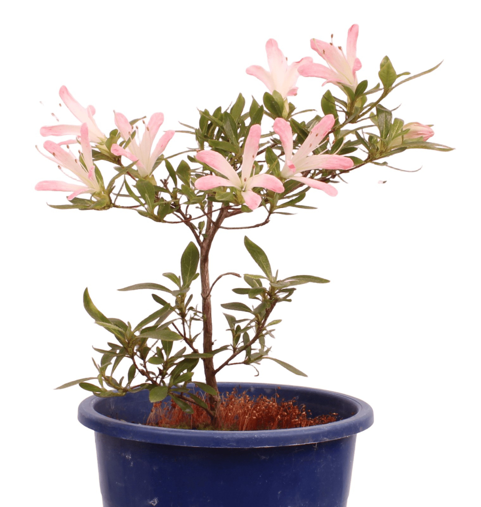 Bonsai Japanische Satsuki Azalee 'Nissho-no-Hikari' Rhododendron indicum 227/22