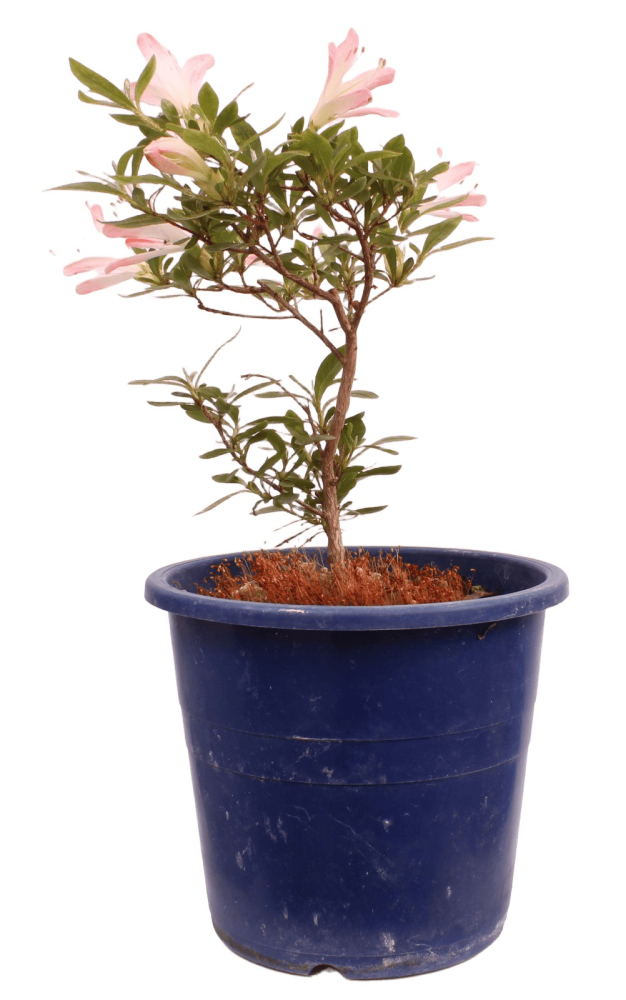 Bonsai Japanische Satsuki Azalee 'Nissho-no-Hikari' Rhododendron indicum 227/22