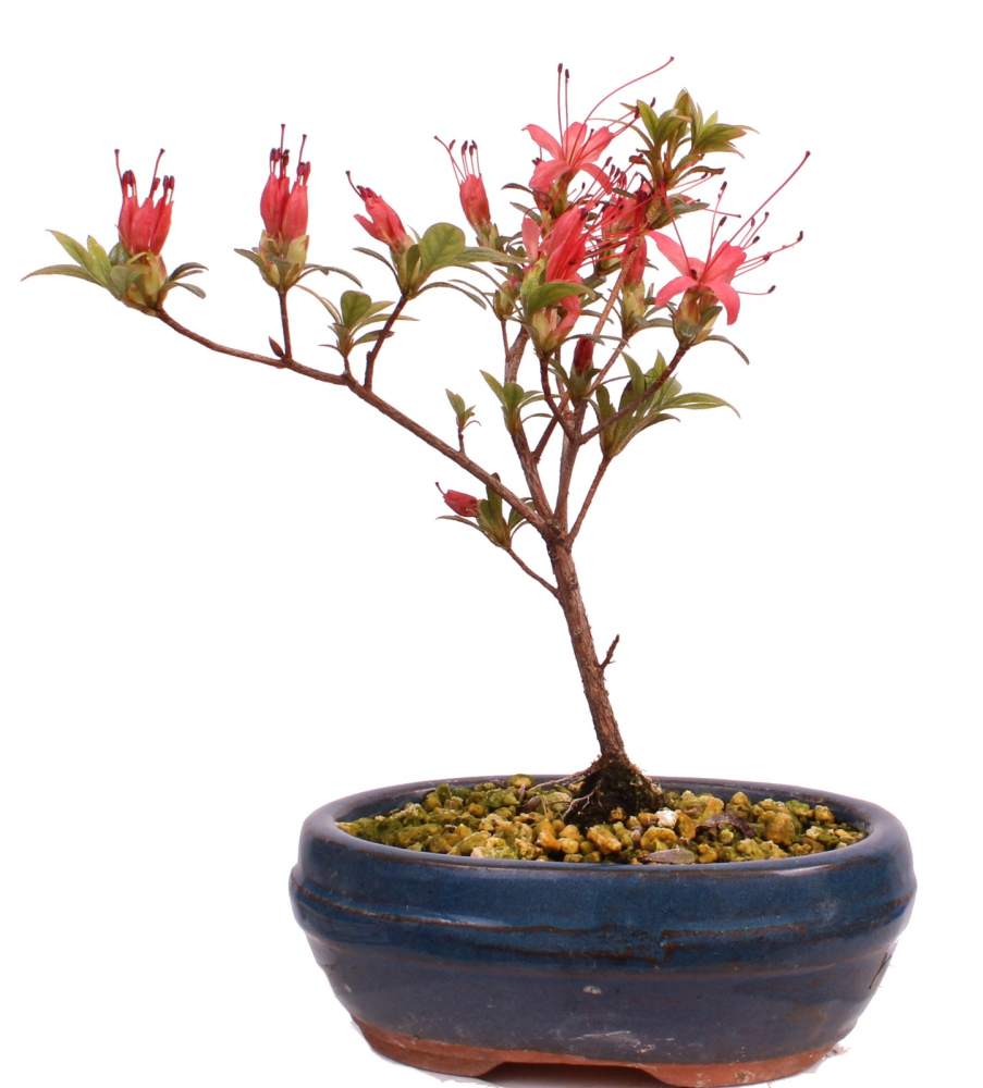 Bonsai Japanische Satsuki Azalee 'Chojuho' Rhododendron indicum 227/23