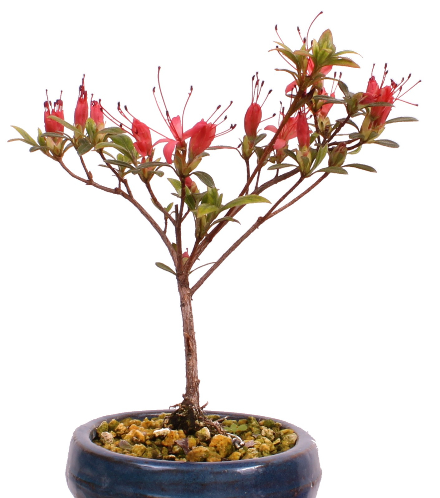 Bonsai Japanische Satsuki Azalee 'Chojuho' Rhododendron indicum 227/23