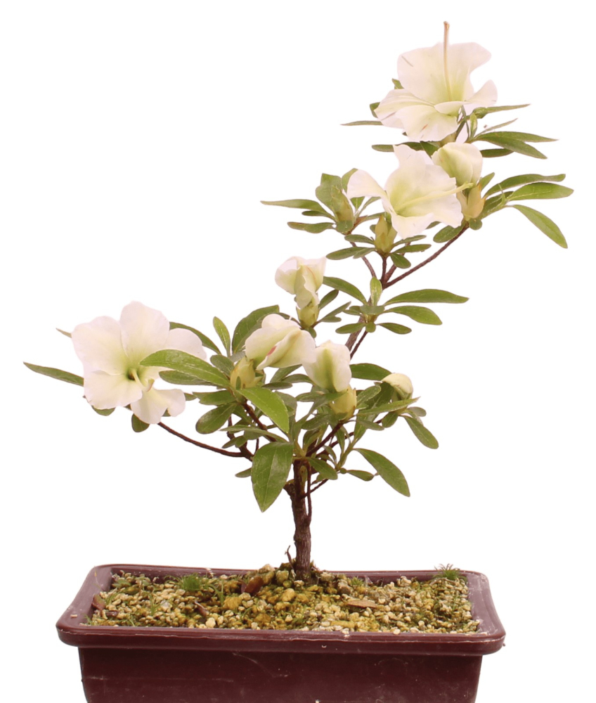 Bonsai Japanische Satsuki Azalee 'Ryokko-no-Izumi' Rhododendron indicum 227/25