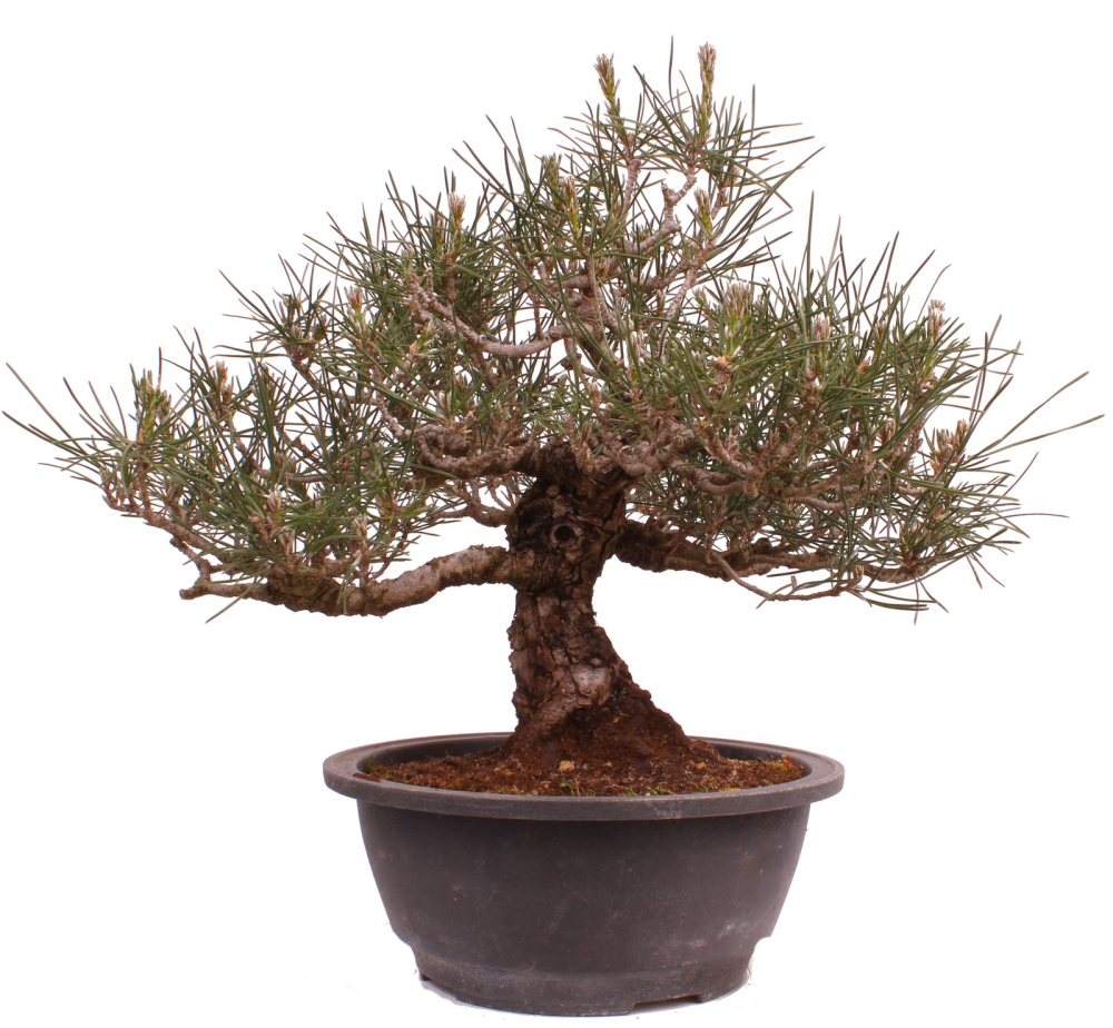Bonsai - Pinus thunbergii - Japanische Schwarzkiefer 227/27