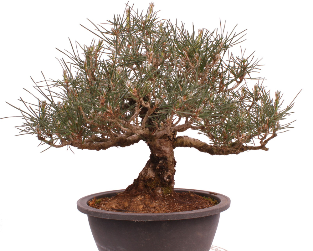 Preview: Bonsai - Pinus thunbergii - Japanische Schwarzkiefer 227/27