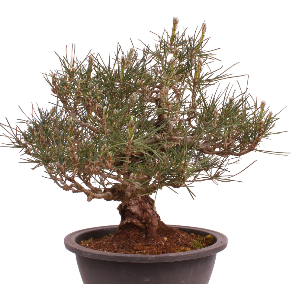 Bonsai - Pinus thunbergii - Japanische Schwarzkiefer 227/27