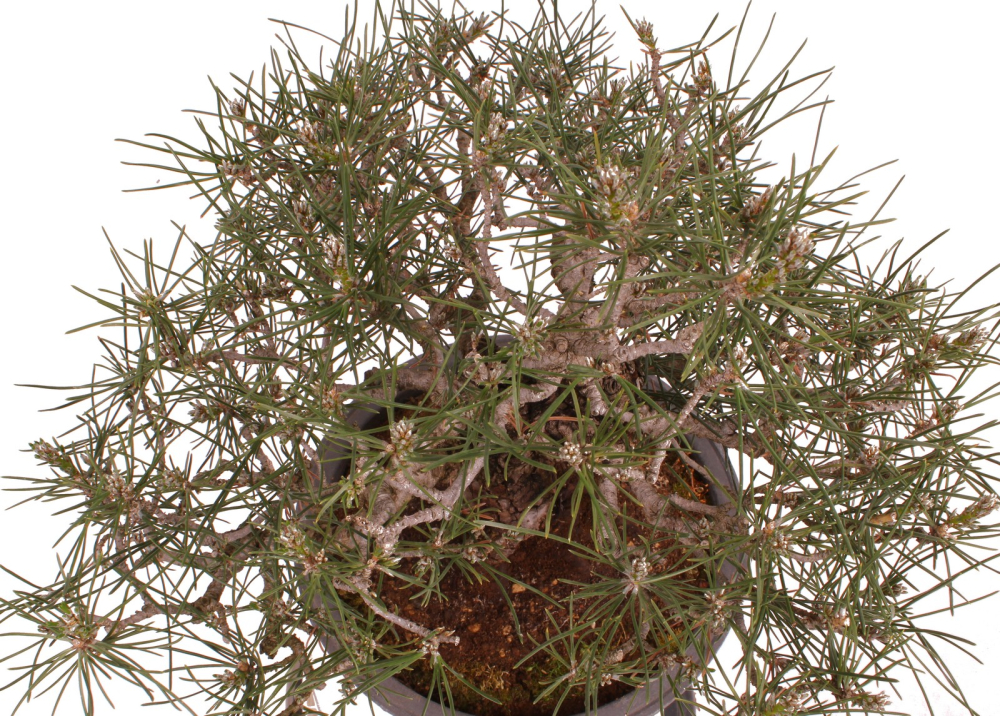 Bonsai - Pinus thunbergii - Japanische Schwarzkiefer 227/27