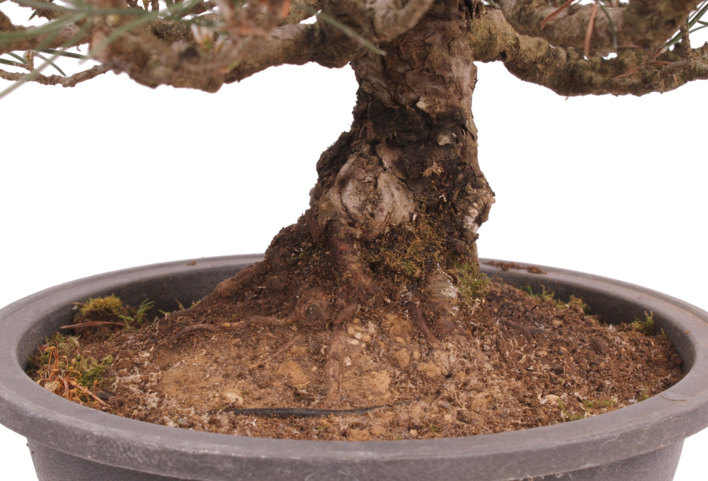 Bonsai - Pinus thunbergii - Japanische Schwarzkiefer 227/27