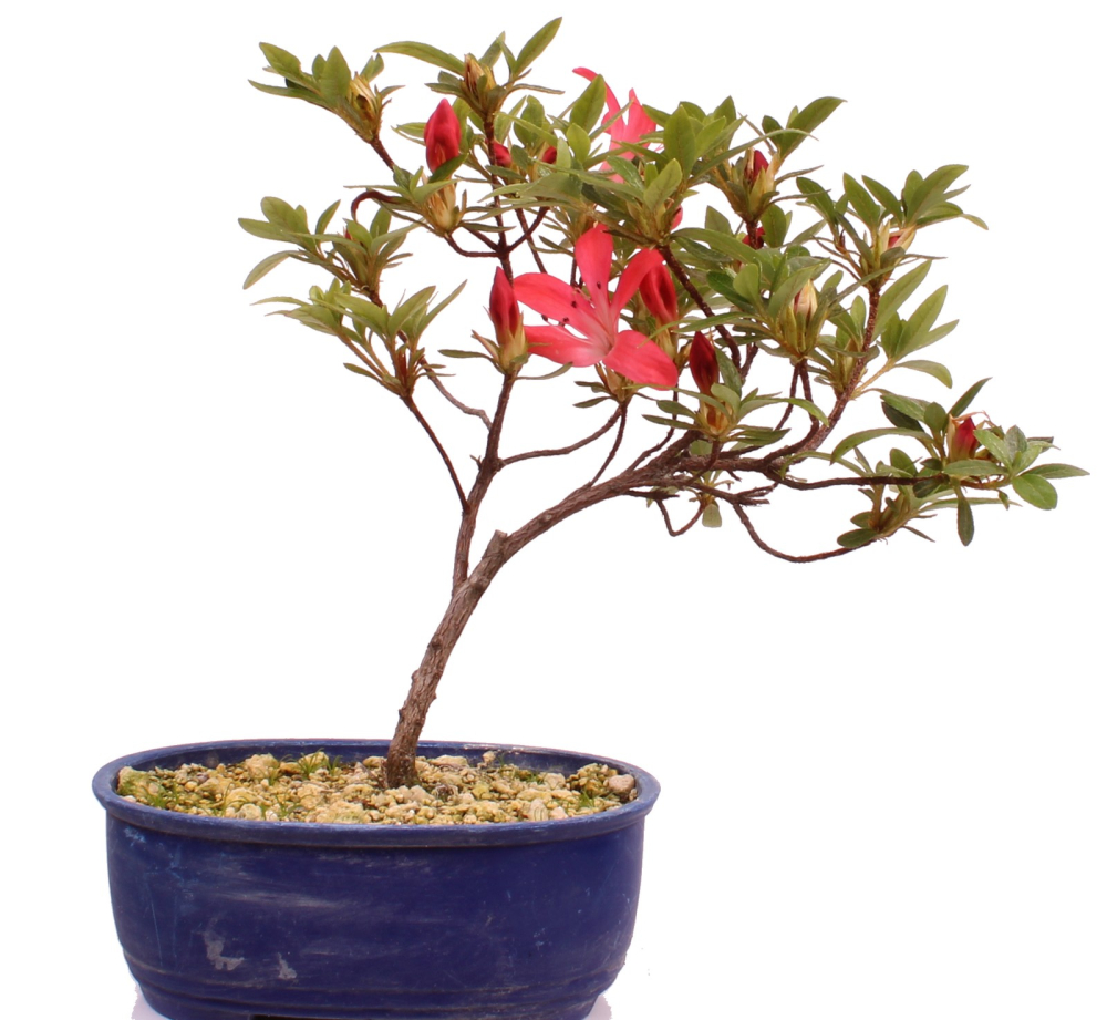 Bonsai Japanische Satsuki Azalee 'Yumehanabi' Rhododendron indicum 227/28