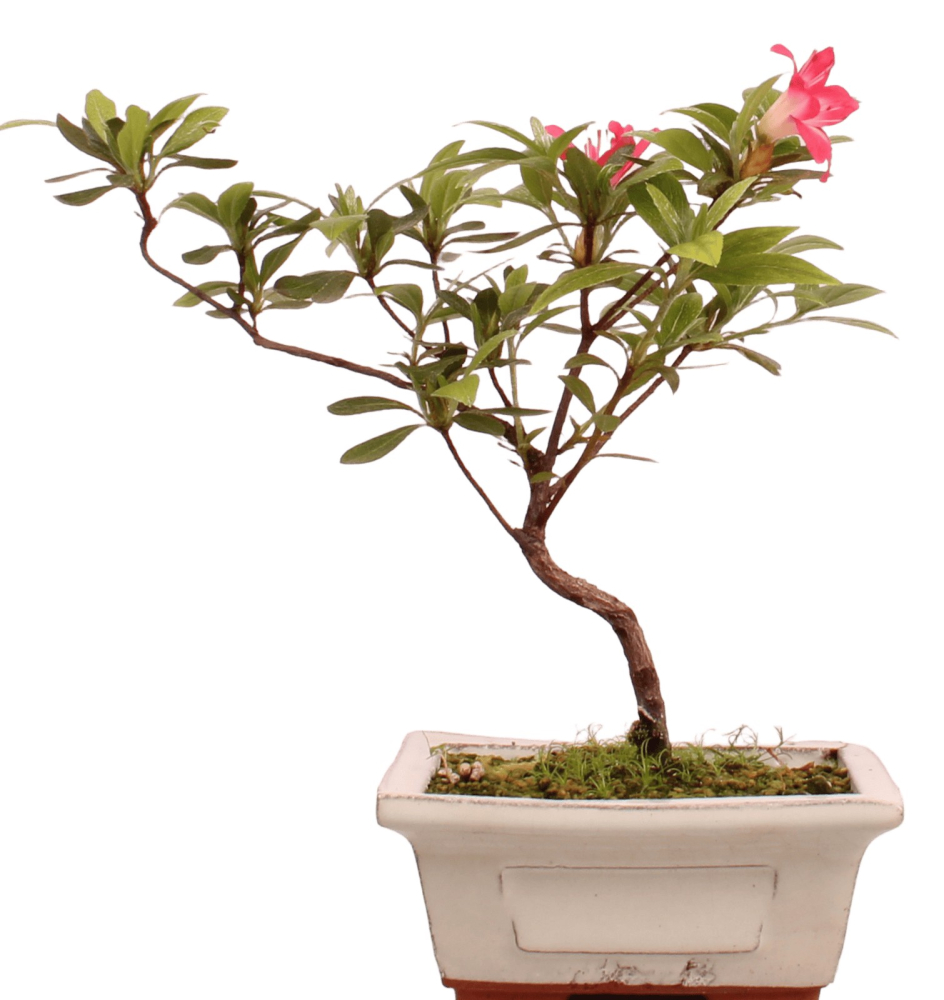 Bonsai Japanische Satsuki Azalee 'Akaikoibito' Rhododendron indicum 227/29