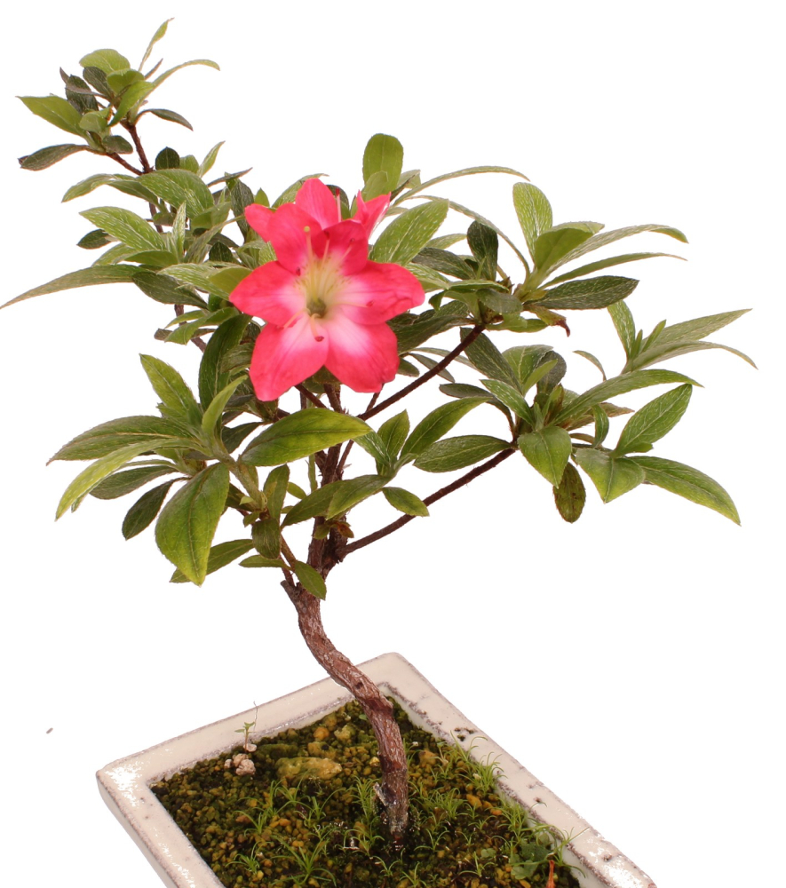 Bonsai Japanische Satsuki Azalee 'Akaikoibito' Rhododendron indicum 227/29