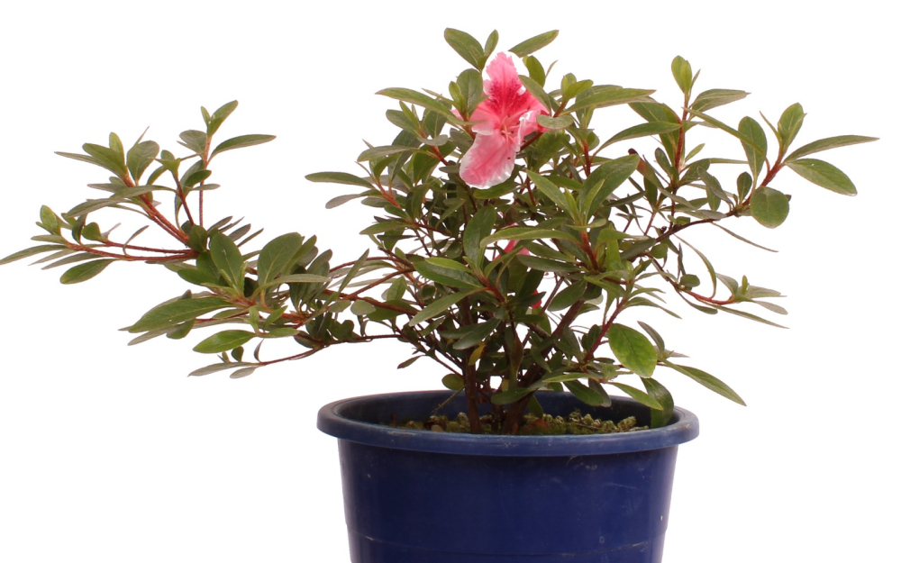 Bonsai Japanische Satsuki Azalee  Rhododendron indicum 227/30