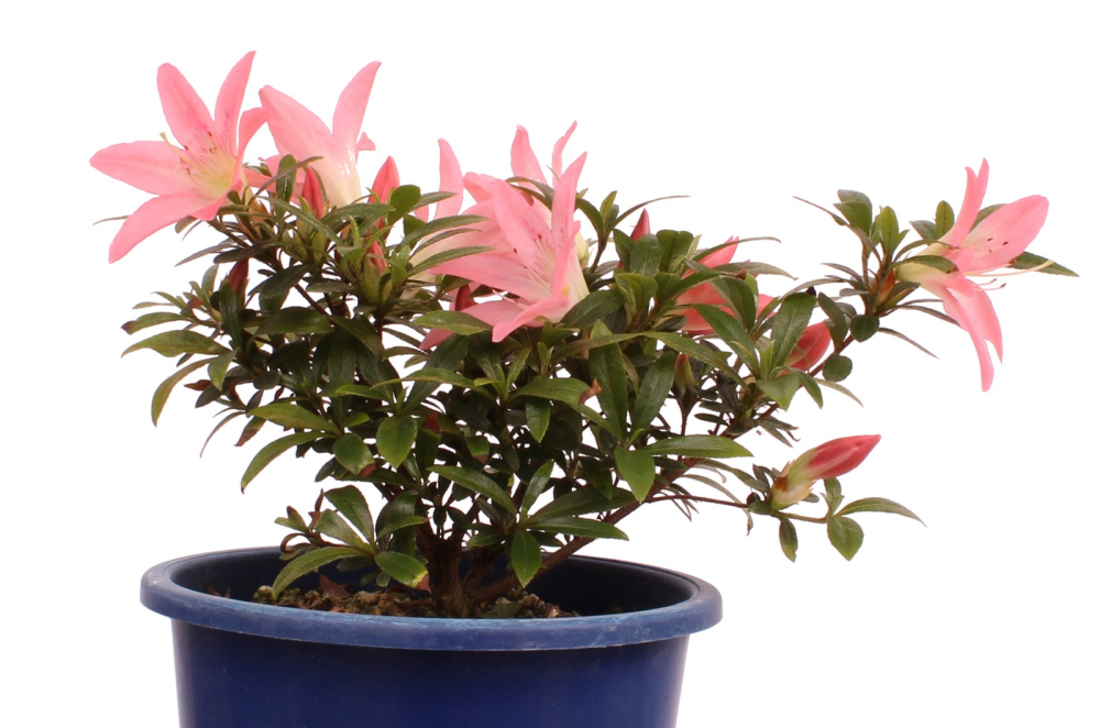Bonsai Japanische Satsuki Azalee  Rhododendron indicum 227/31
