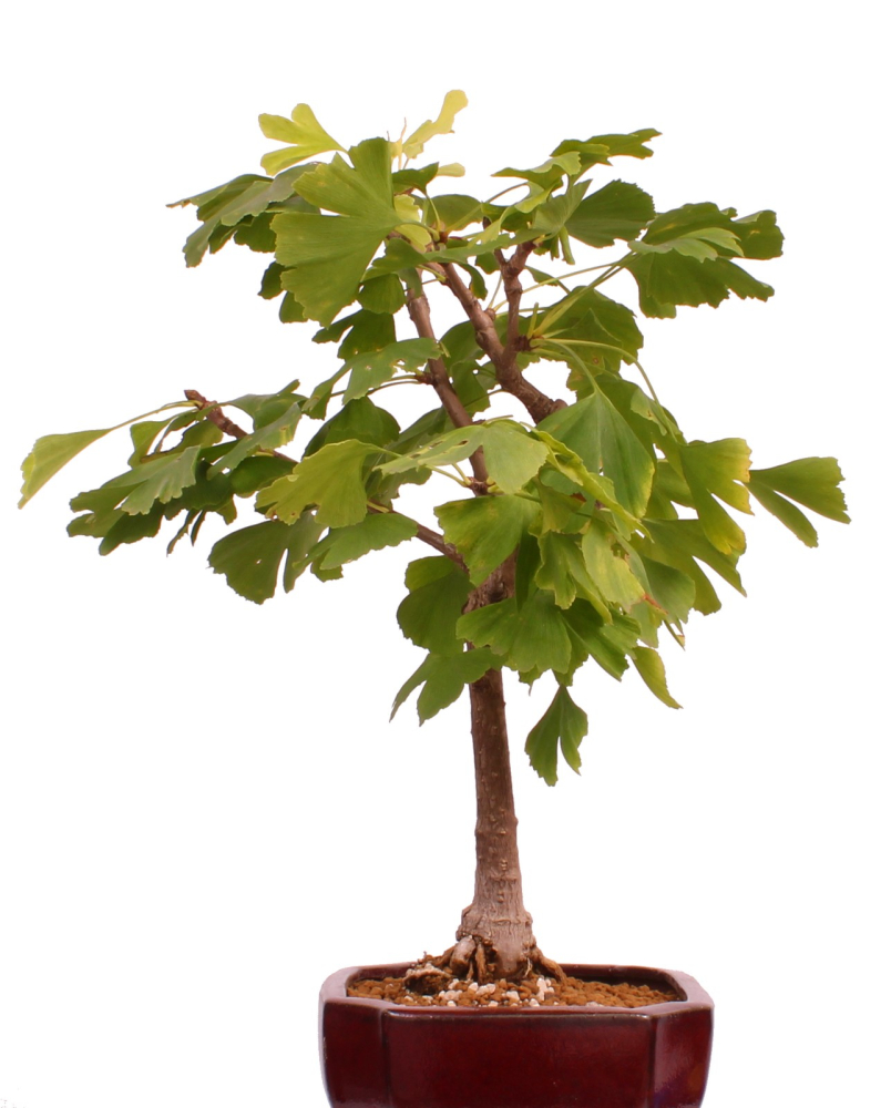 Preview: Bonsai - Ginkgo biloba - Fächerblattbaum 227/32