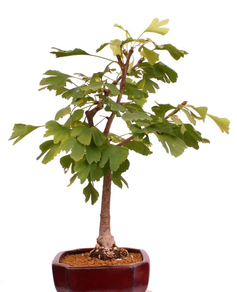 Preview: Bonsai - Ginkgo biloba - Fächerblattbaum 227/32