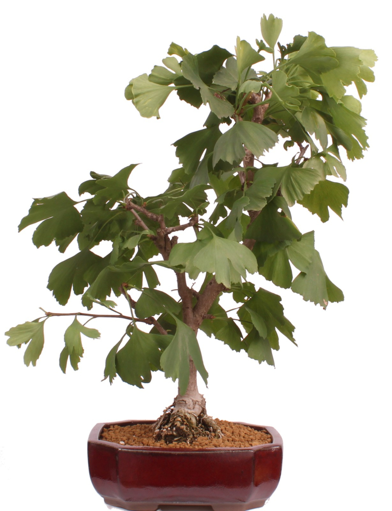 Bonsai - Ginkgo biloba - Fächerblattbaum 227/33
