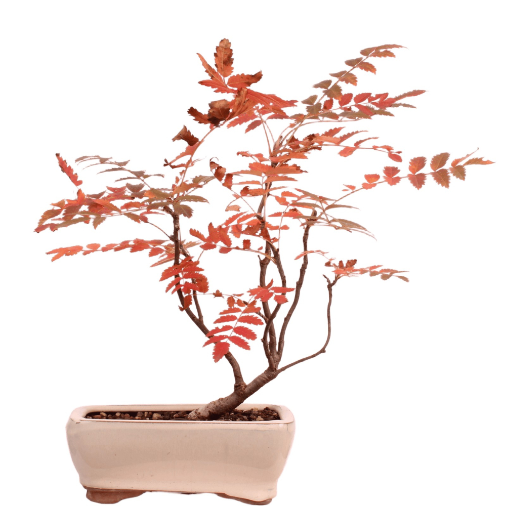 Bonsai Sorbus aucuparia – Eberesche – 27 cm - 227/34