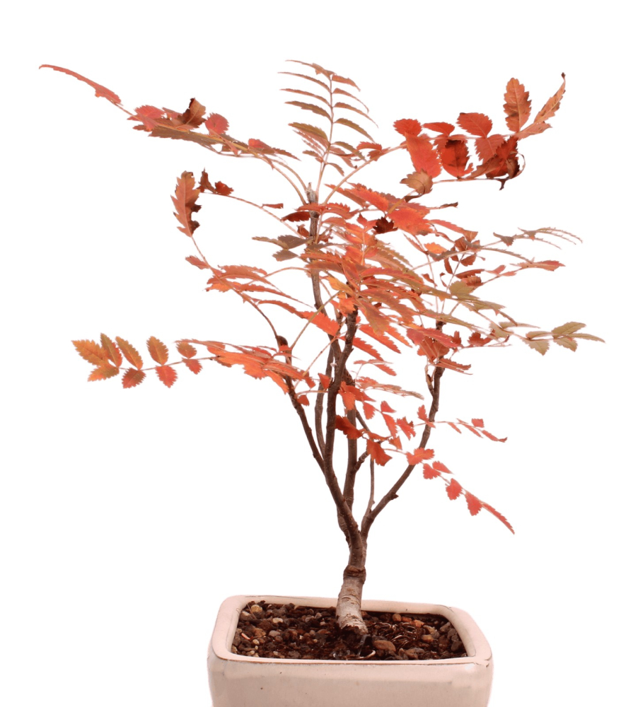 Preview: Bonsai Sorbus aucuparia – Eberesche – 27 cm - 227/34