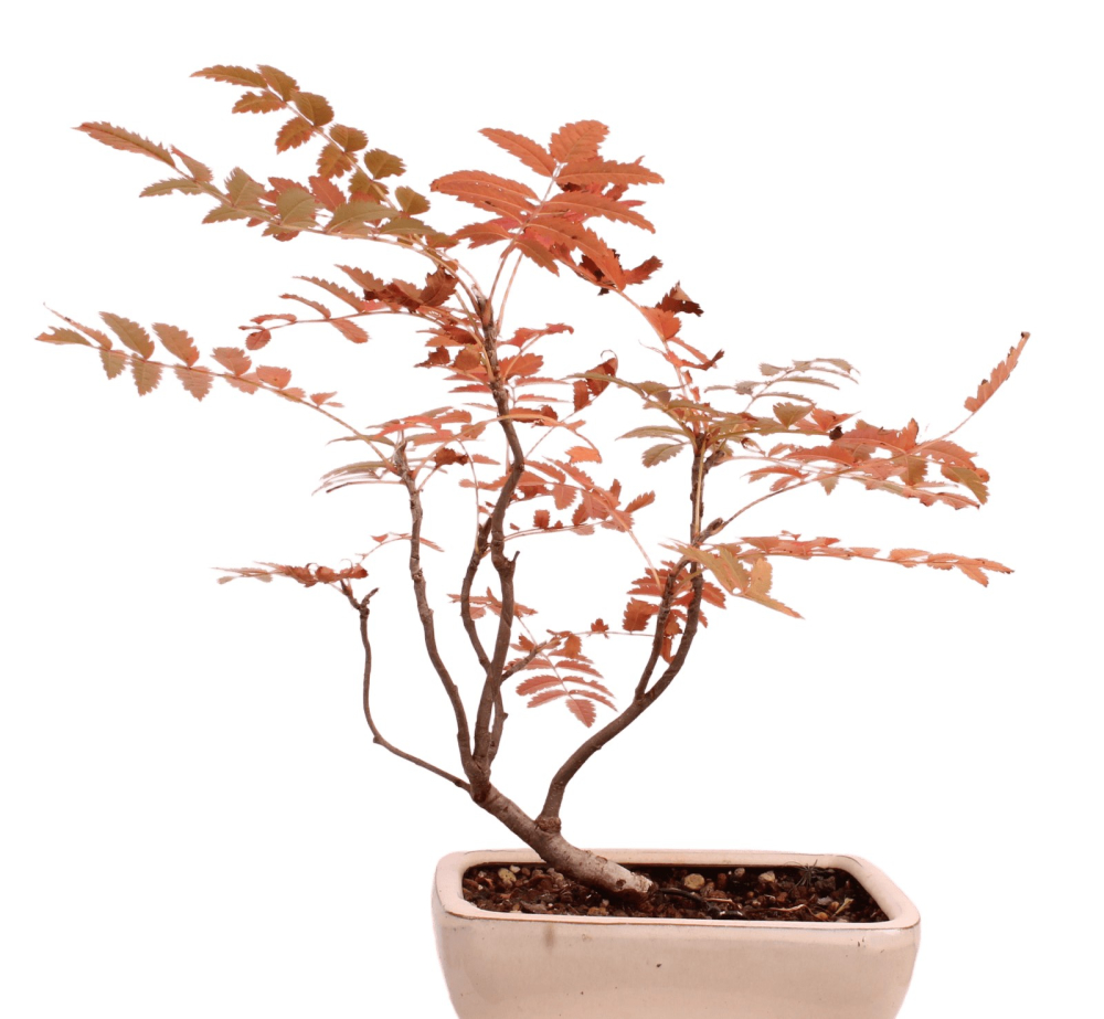 Preview: Bonsai Sorbus aucuparia – Eberesche – 27 cm - 227/34