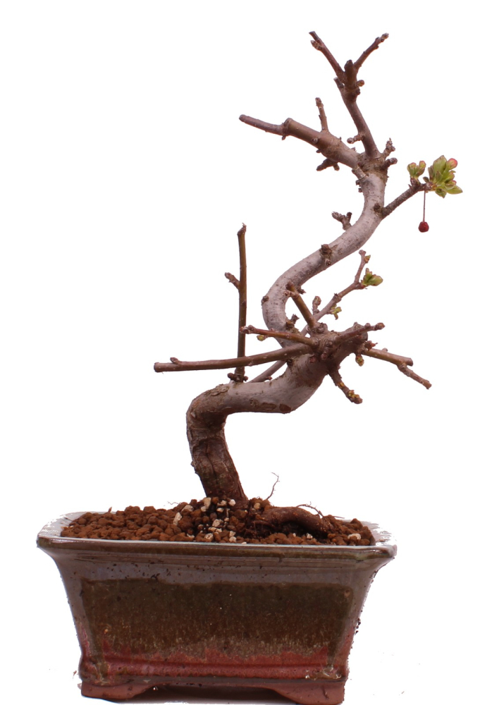 Bonsai - Malus toringo var. sargentii - Japanischer Zierapfel 228/01