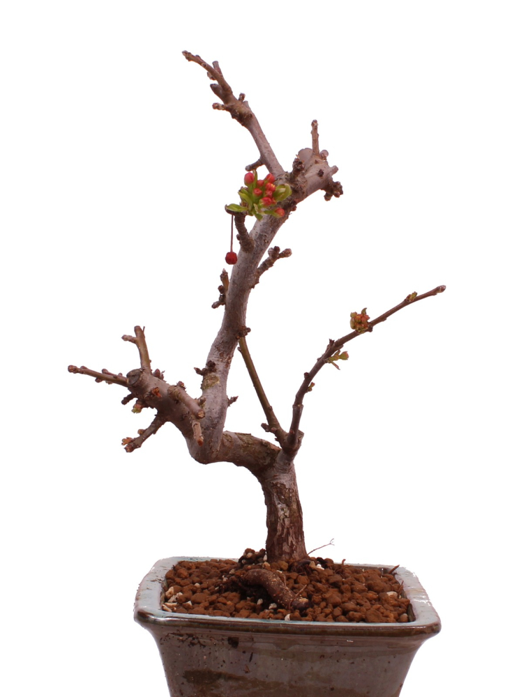 Preview: Bonsai - Malus toringo var. sargentii - Japanischer Zierapfel  228/01