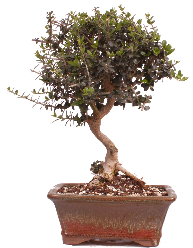 Bonsai - Olea europaea Sylvestris - Wild-Olive 228/03
